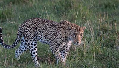 Madhya Pradesh: Leopard captured by forest officials in Junapani village