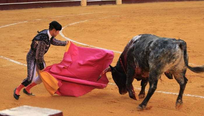 Terrifying video shows bull jumping into stands to attack audience at Spanish festival