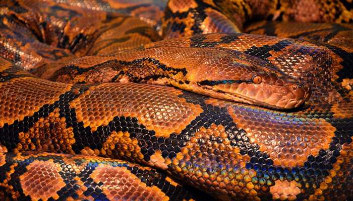 Watch: 'Greedy' python vomits out 40 kg goat after swallowing it whole