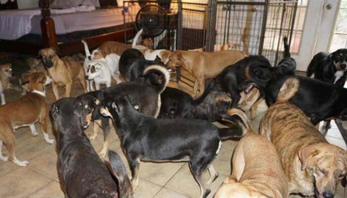 The internet lauds Bahamas woman for bringing 97 dogs home to protect them from Hurricane Dorian