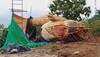 Watch: 30-feet-tall dinosaur built near Statue of Unity in Gujarat collapses 