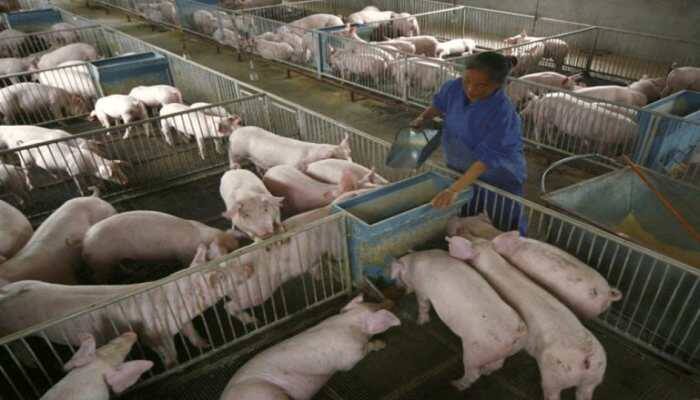 Philippines declares African first swine fever outbreak near Manila