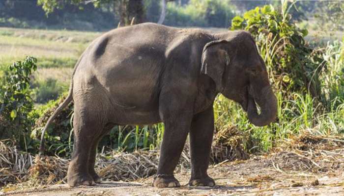 Elephant runs amok at religious procession in Sri Lanka, injures 17