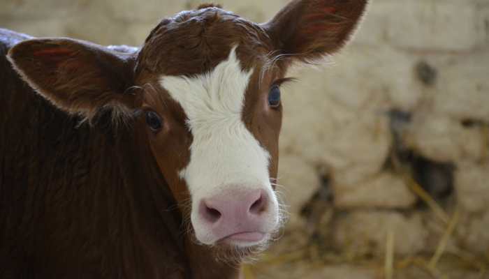 &#039;Horrifying&#039;: Mutant calf born with &#039;human face&#039; in Argentina shocks Twitter and us too