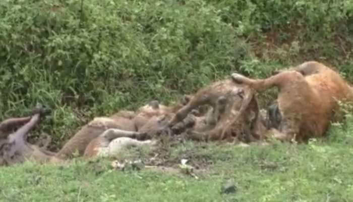 Remains of over 100 dogs found in Maharashtra&#039;s Girda forest