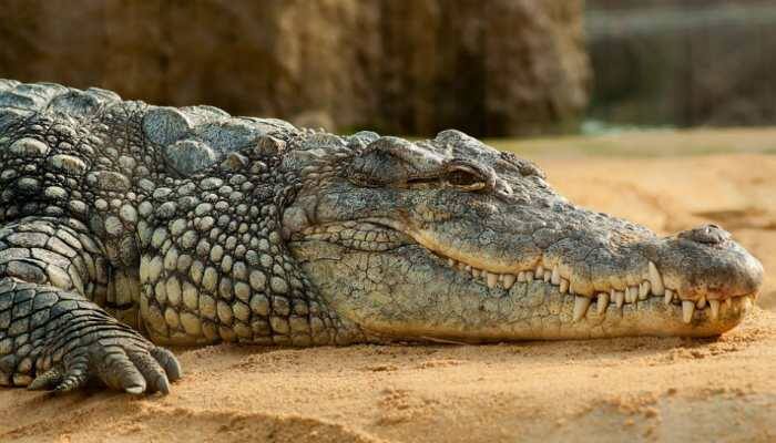 Australian boy, 10, fights to save 'friend', a 13-foot-long crocodile. His story is viral
