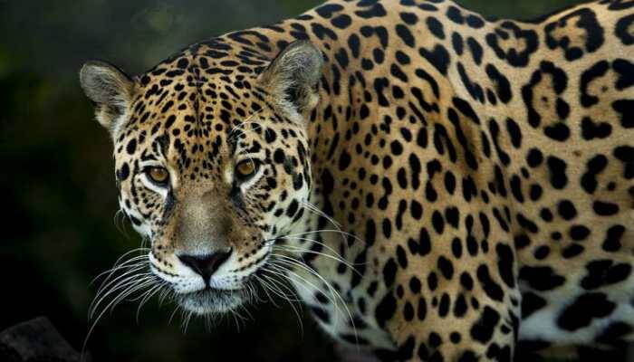 Jaguar pounces on caiman in river, kills it after brief battle - Watch viral video
