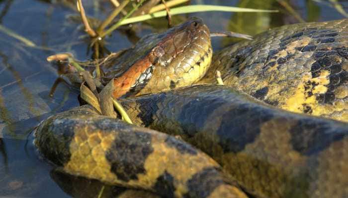Video: Giant anaconda takes on caiman in Brazil, here&#039;s what happens next 