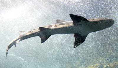 Great white shark attacks seal in horrifying video, tourists scream in terror