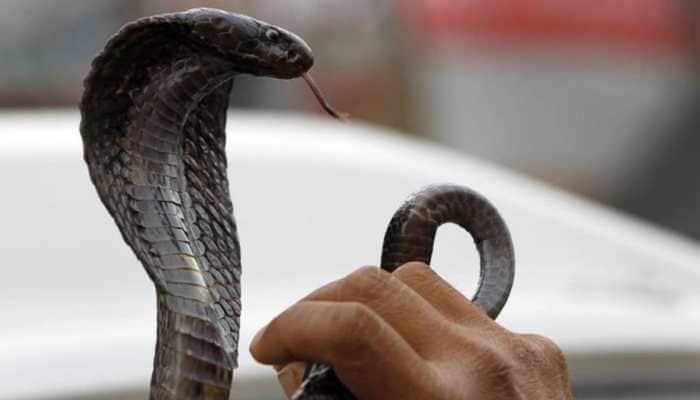 Woman sits on mating snakes, gets bitten and dies in UP&#039;s Gorakhpur
