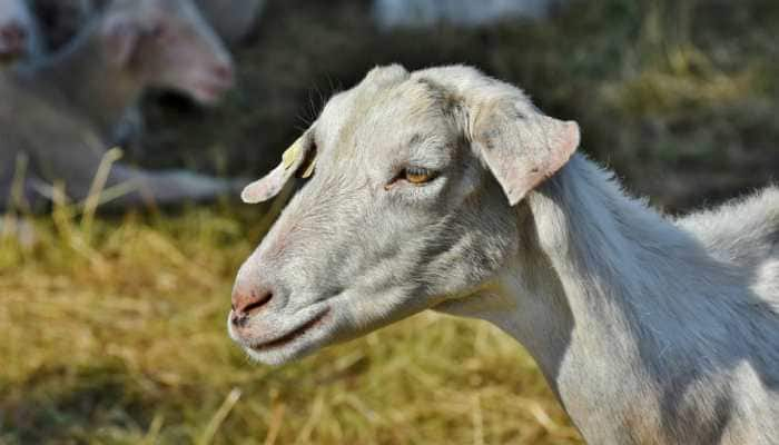 Bizarre! Two goats &#039;arrested&#039; in Telangana for grazing on saplings planted by NGO