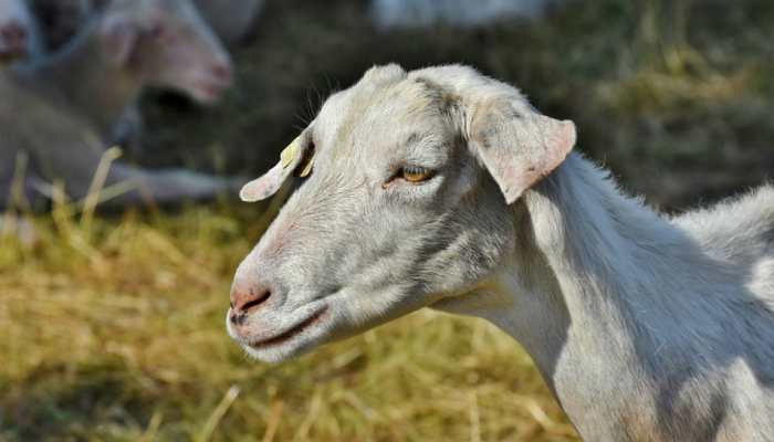 Bizarre! Two goats 'arrested' in Telangana for grazing on saplings planted by NGO
