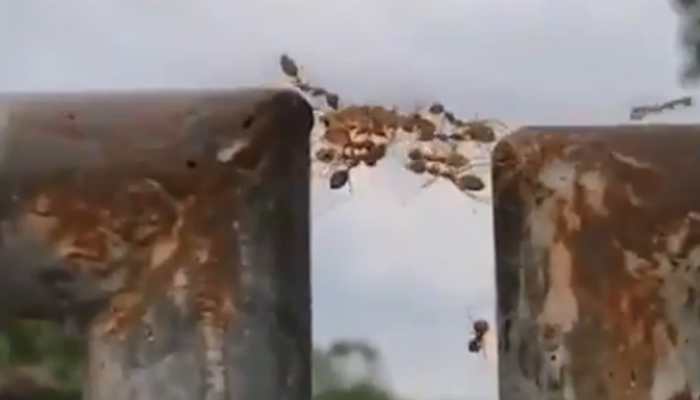 We &#039;ant&#039; falling! Ants prove true strength lies in unity in this viral video—Watch