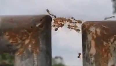 We 'ant' falling! Ants prove true strength lies in unity in this viral video—Watch