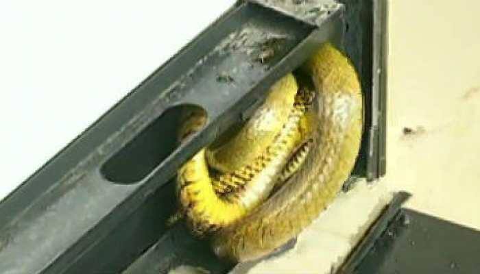 Snake found inside photocopy machine at Shivamogga police station 