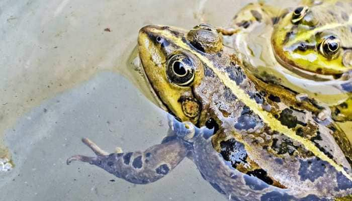 Bizarre! Frogs, once married to please rain God, &#039;divorced&#039; to end heavy downpour in Madhya Pradesh