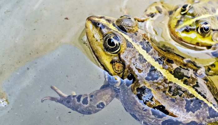 Bizarre! Frogs, once married to please rain God, 'divorced' to end heavy downpour in Madhya Pradesh