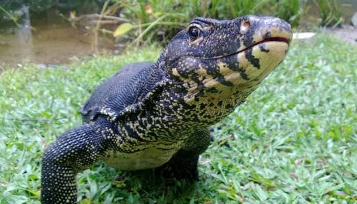 Video: Snake hunts rats but then, a monitor lizard shows up. Here&#039;s what happens next