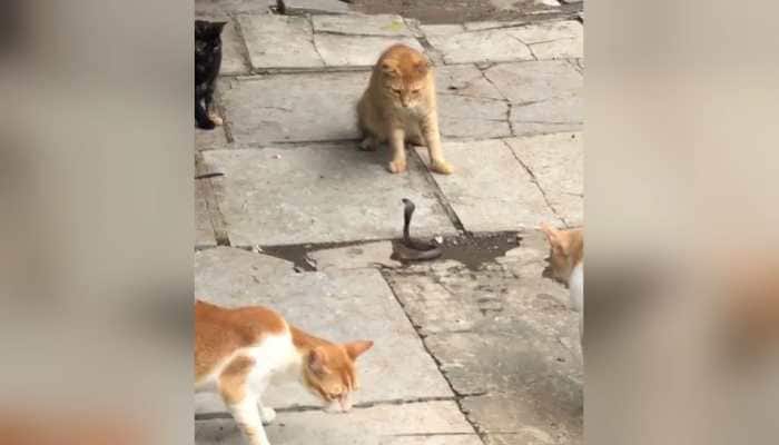 Four cats challenge a snake to fight in &#039;scary&#039; video going viral - Watch