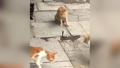 Four cats challenge a snake to fight in 'scary' video going viral - Watch