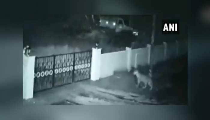 On Camera: Leopard enters house in Karnataka&#039;s Shivamogga, takes away pet dog