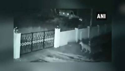 On Camera: Leopard enters house in Karnataka's Shivamogga, takes away pet dog