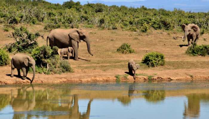 Concerned baby elephant rushes to river to rescue man. Watch viral video