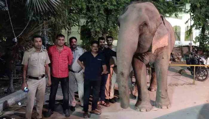 Missing Delhi elephant Laxmi traced with caretaker after two months