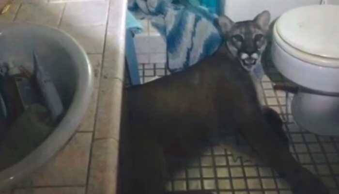 Watch: Mountain lion breaks into California home, leaps from second floor to escape