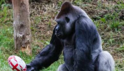 Pics show gorilla 'testing out' rugby skills at Paignton Zoo. Seen them yet?