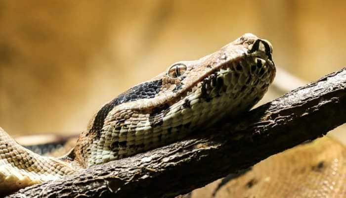 Woman shocked to find giant boa constrictor slithering around neighbourhood