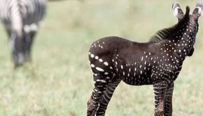 Rare polka-dotted zebra spotted in Kenyan wildlife reserve. Pics take over social media
