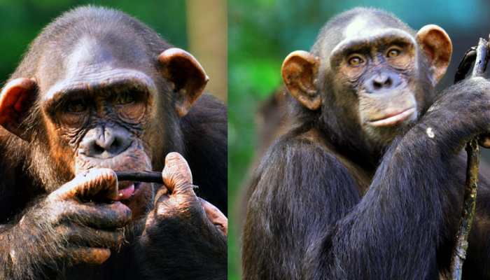 In a first, ED attaches three chimpanzees and four marmosets under PMLA
