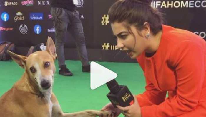 Meet the dog who walked IIFA 2019 red carpet, got &#039;interviewed&#039; by Aditi Bhatia 