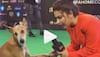 Meet the dog who walked IIFA 2019 red carpet, got 'interviewed' by Aditi Bhatia 