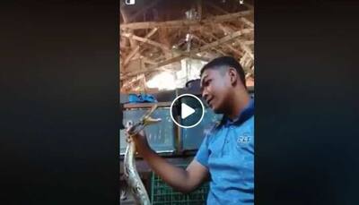 Video of a snake biting a man after he annoys it goes viral-Watch
