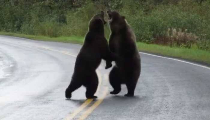 Rare video: Two grizzly bears caught fighting on highway. Seen yet?