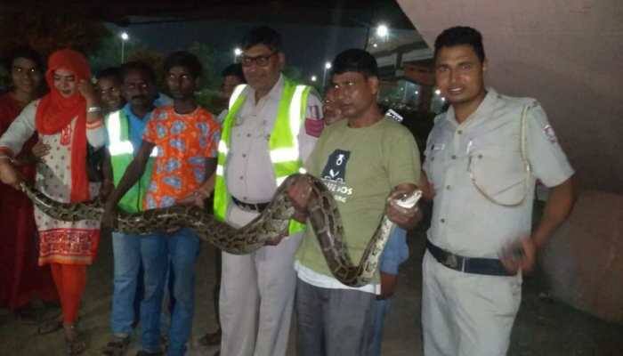 10-foot-long python rescued in Delhi
