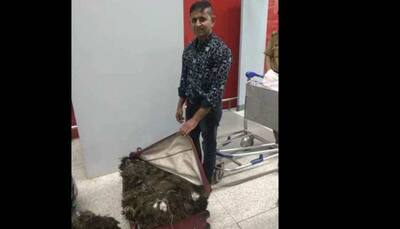 Passenger carrying 49 kg peacock feathers nabbed at Delhi airport
