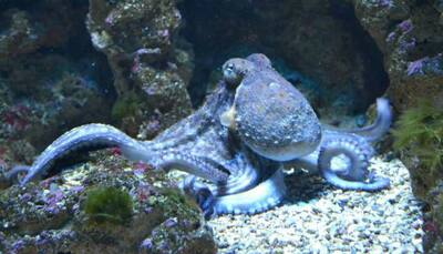 Heard about an octopus changing colour in sleep? Watch the video to know more