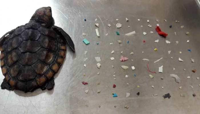 Baby turtle dies after eating 104 pieces of plastic in south Florida