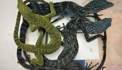 Pythons, monitor lizards hidden in check-in baggage seized at Chennai airport