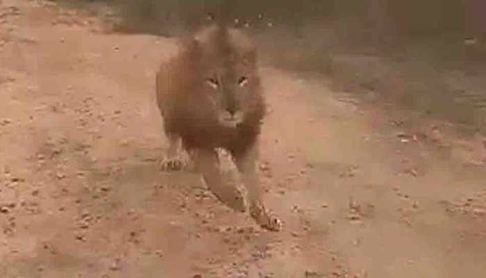Video shows lion chasing tourists on safari in Karnataka's Bellary - Watch