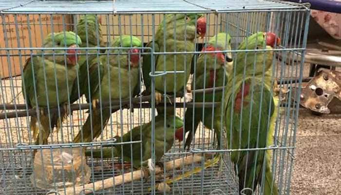 Uzbek national arrested at IGI airport for carrying 14 parrots illegally  