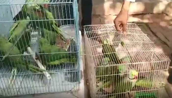 13 parrots arrived at Delhi's Patiala House Court, judge orders release after session