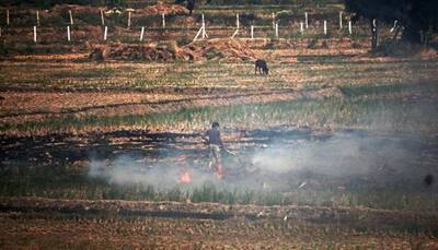 Haryana: Over 100 cases of stubble burning reported in Sirsa
