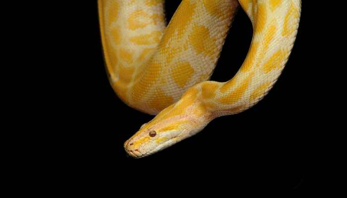 Indiana woman found dead with giant python wrapped around neck; her home had 140 snakes