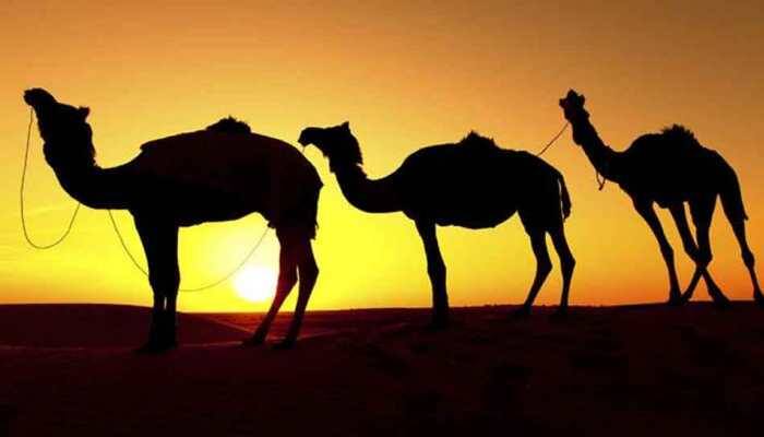 Pushkar international fair begins today; know the details here 