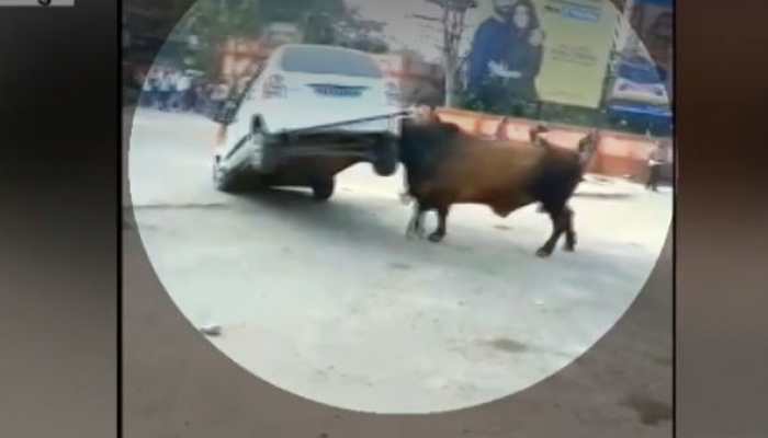 Irked over continous honking, raging bull attacks car in Bihar&#039;s Hajipur, driver manages to escape - Watch