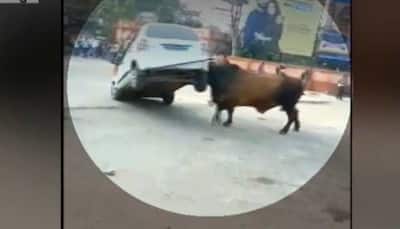 Irked over continous honking, raging bull attacks car in Bihar's Hajipur, driver manages to escape - Watch